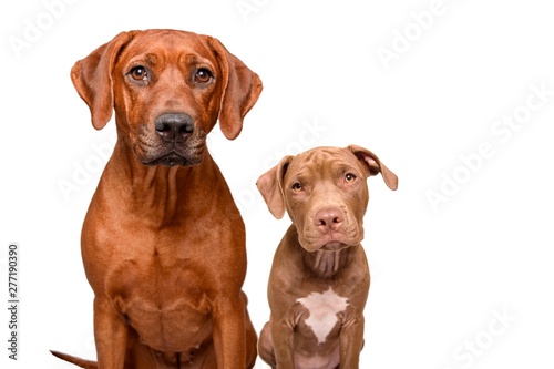 dog isolated on white background