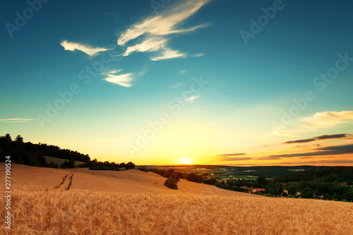 Evening landscape. A field of grain with a small village in the background taken at sunset.