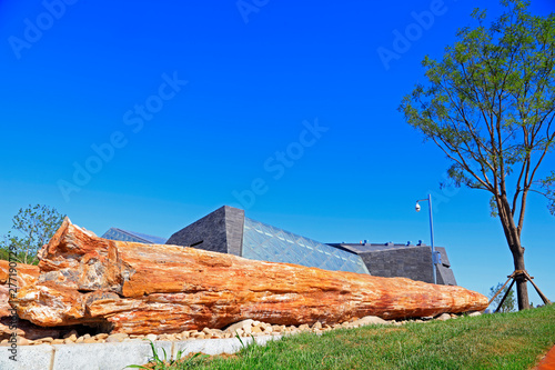 A huge fossil tree photo