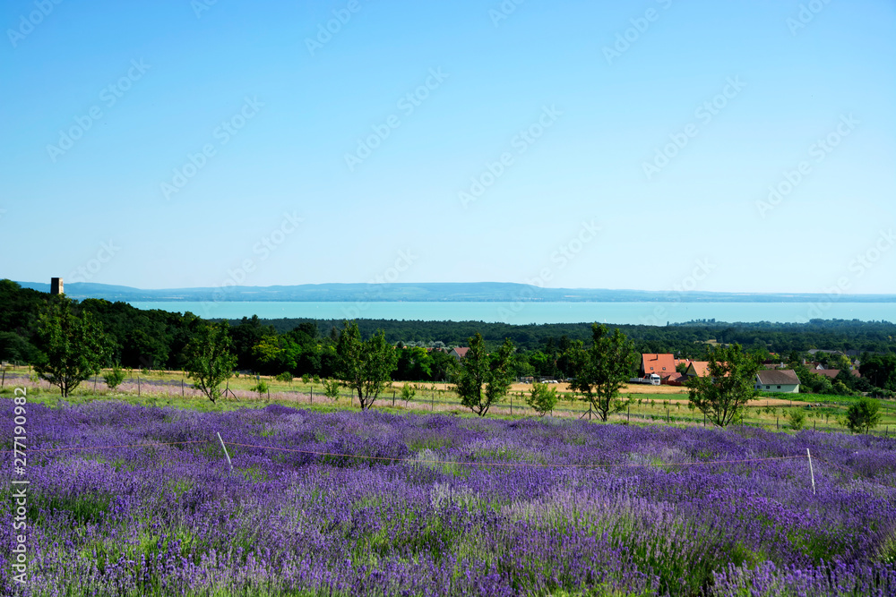 Lavender field at Lake Balaton, Hungary