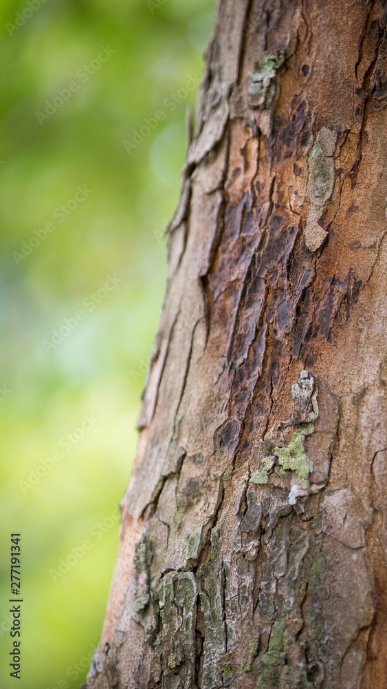 Texture of old tropical tree bark with green moss spots. Texture of old tropical tree bark with green moss spots.