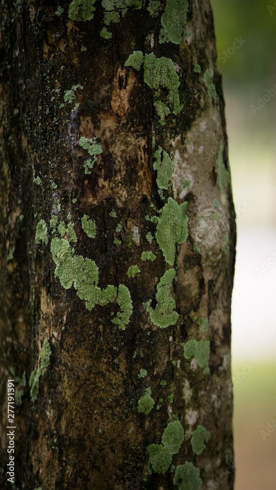 Texture of old tropical tree bark with green moss spots. Texture of old tropical tree bark with green moss spots.