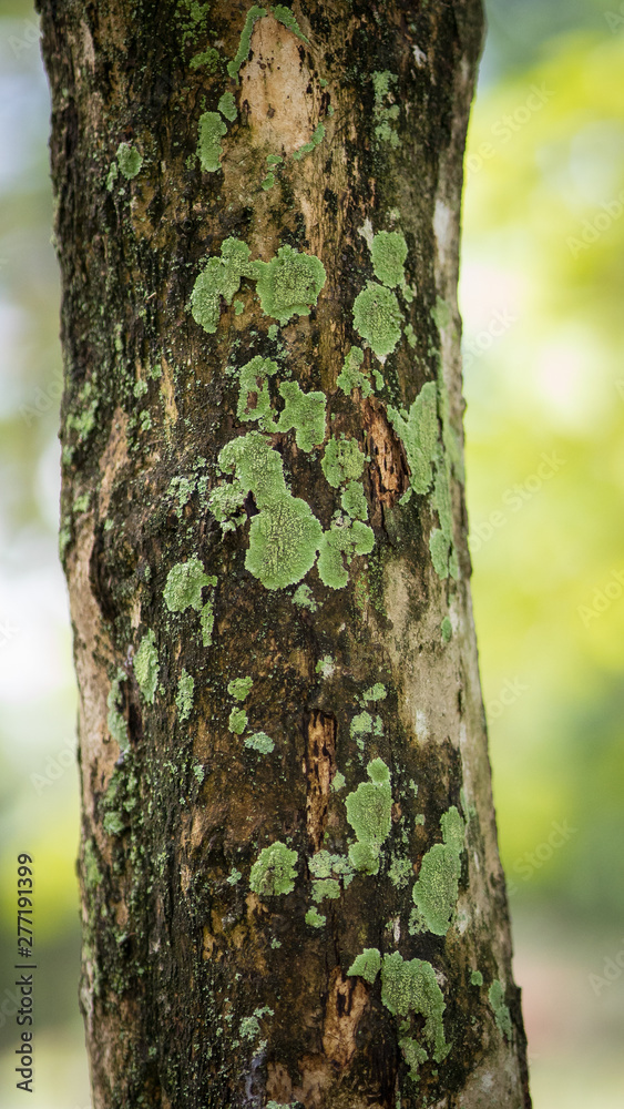 Texture of old tropical tree bark with green moss spots. Texture of old tropical tree bark with green moss spots.
