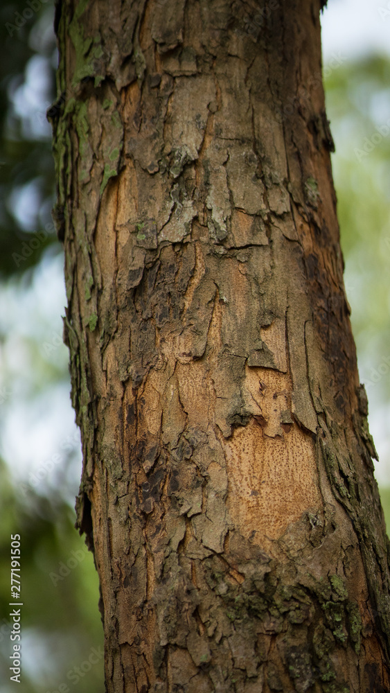 Texture of old tropical tree bark with green moss spots. Texture of old tropical tree bark with green moss spots.
