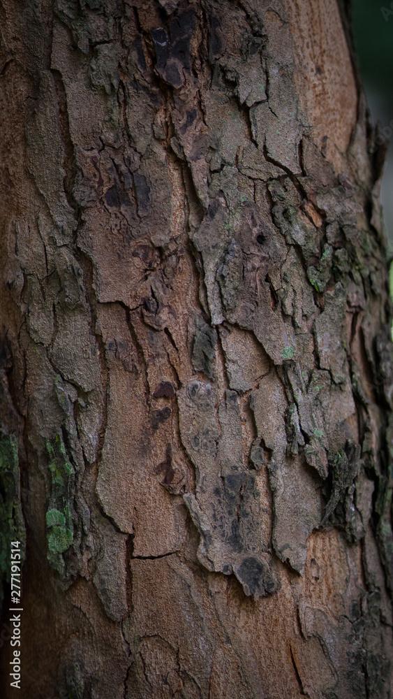 Texture of old tropical tree bark with green moss spots. Texture of old tropical tree bark with green moss spots.