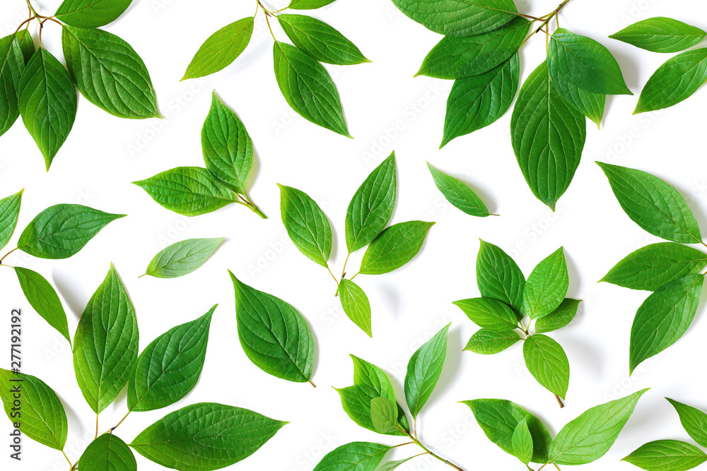 Beautiful nature pattern of green leaves branches with detailed texture. Greenery top view, flat lay.