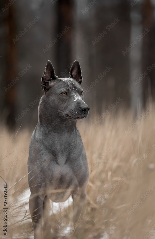 Naklejka premium angry grey Thai Ridgeback dog stay on snow and snow on his head