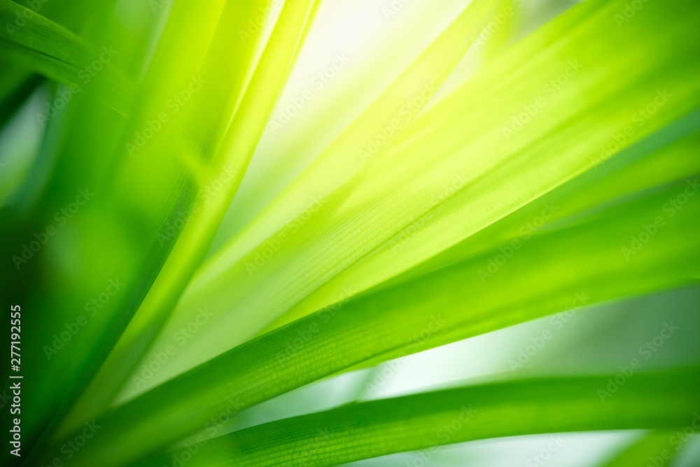 Nature of green leaf in garden at summer. Natural green leaves plants using as spring background cover page greenery environment ecology wallpaper Nature of green leaf in garden at summer. Natural green leaves plants using as spring background cover page greenery environment ecology wallpaper