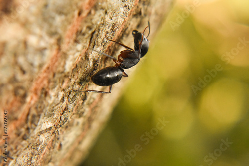 black color insect in wood brown background