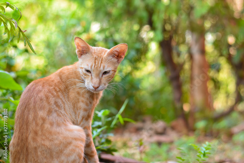brown color cat like simba lion king © MITHILESHKUMAR