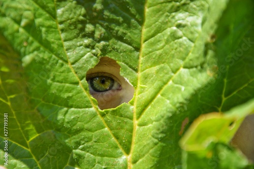 background from a green leaf of a burdock with a hole through which the human eye looks