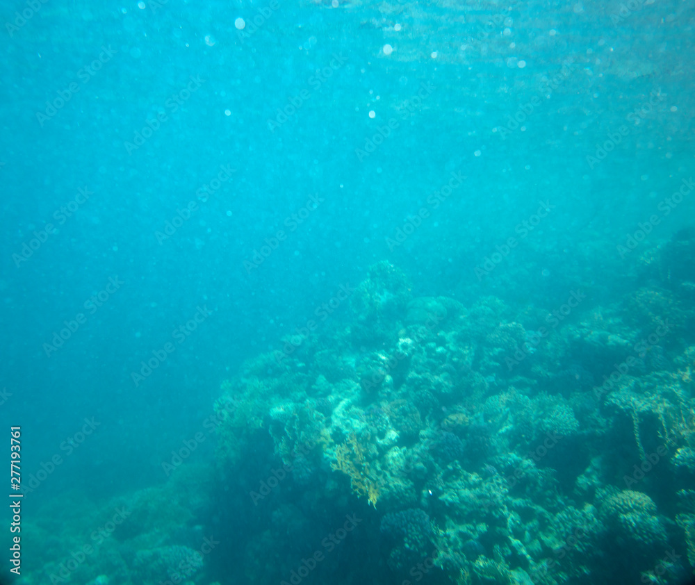 Fototapeta premium sea fish near coral, underwater