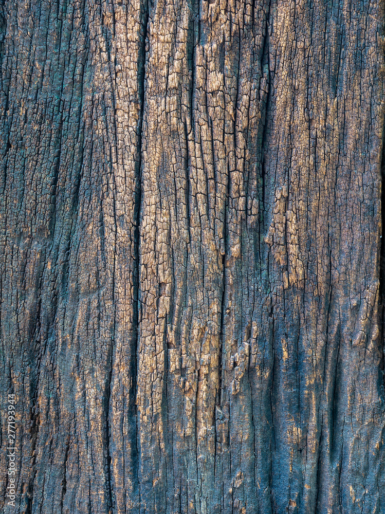 Closeup dried texture of dark brown bark.