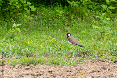 red wattled lapwing bird on the ground in THAILAND