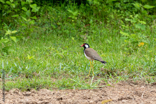 red wattled lapwing bird on the ground in THAILAND