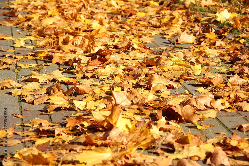 Autumn landscape, fallen yellow leaves lie on the asphalt path in the Park