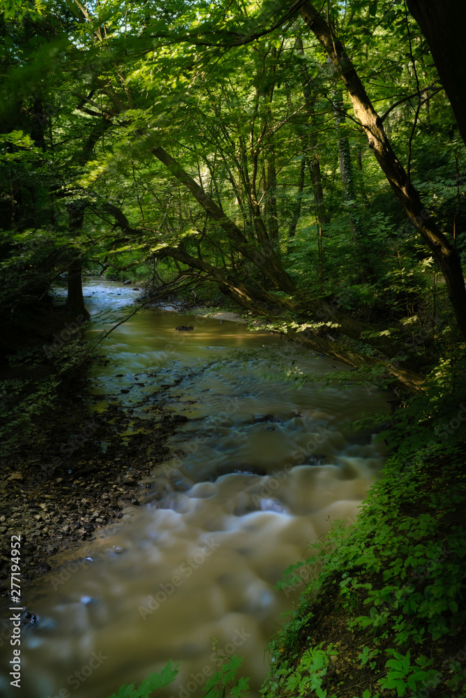 Obraz premium Flowing stream in green forest