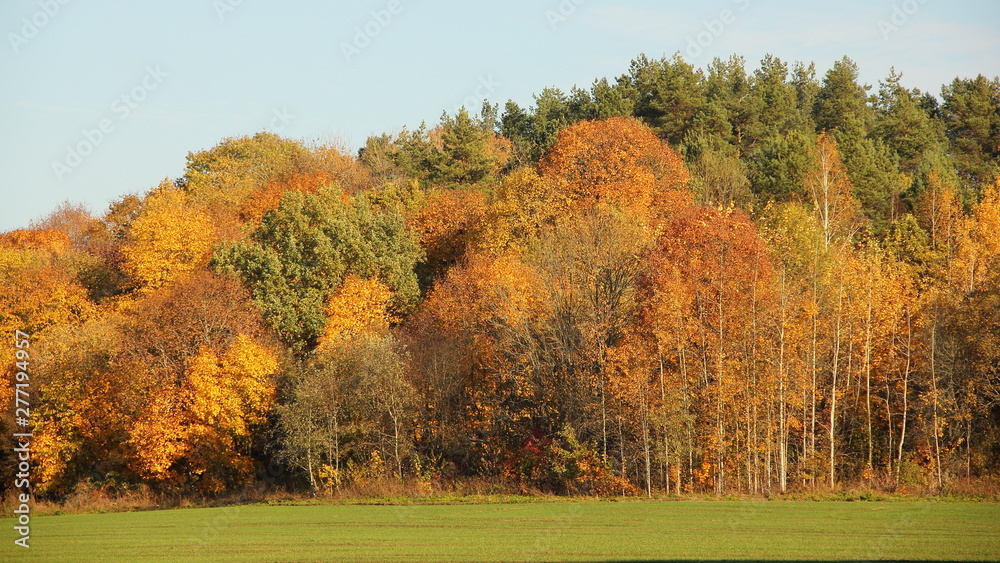 Naklejka premium Early autumn, September, forest with yellow, green and brown trees on the edge of a green field