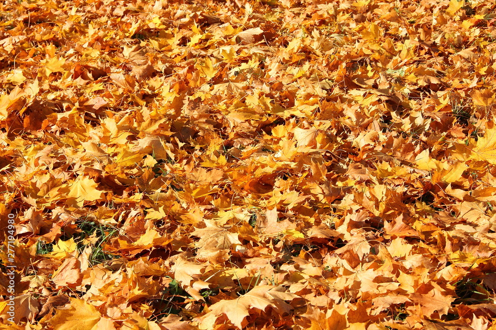 Autumn, maple yellow fallen leaves lie on the ground - texture for background