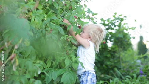 Little toddler boy, child, gathering raspberiies in garden photo