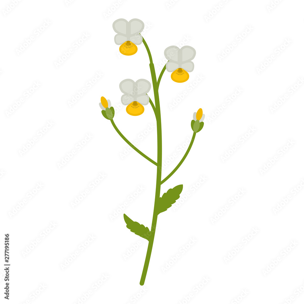 Field violet flower flat icon, wildflowers, plant vector illustration isolated on white background