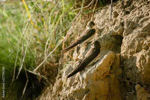 The sand martin (Riparia riparia) or European sand martin, bank swallow