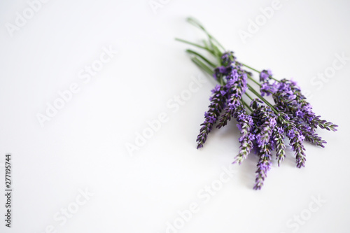 lavendel