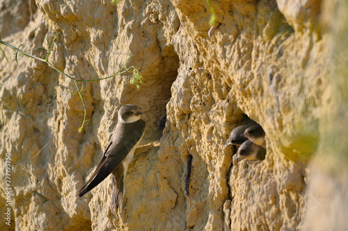 The sand martin (Riparia riparia) or European sand martin, bank swallow photo