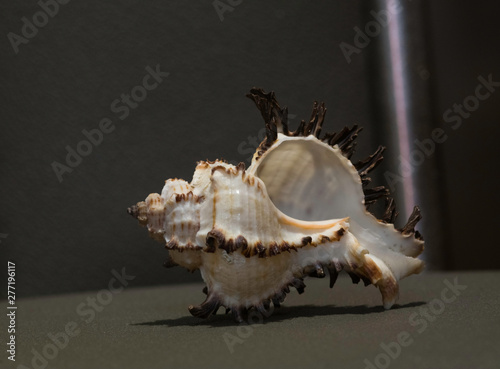 ancient shell