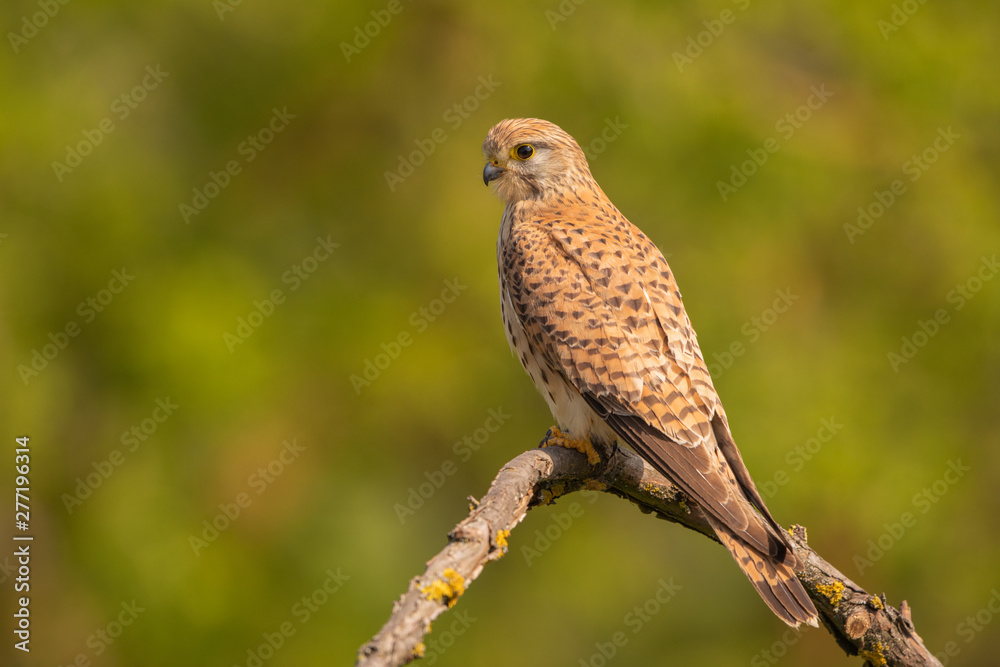 Eurasian Kestrel perched on a branch Eurasian Kestrel perched on a branch