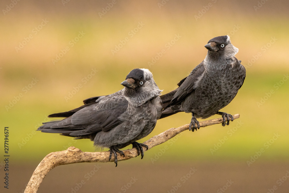 Eurasian Jackdaw couple perched on a branch Eurasian Jackdaw couple perched on a branch