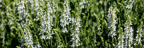 Close-up of medicinal plant white sage or salvia