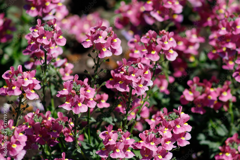 Obraz premium Close-up of the medicinal plant sage or Salvia garden variety of beautiful pink with a yellow middle