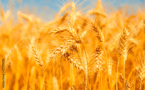 golden wheat field and sunny day