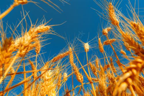 golden wheat field and sunny day