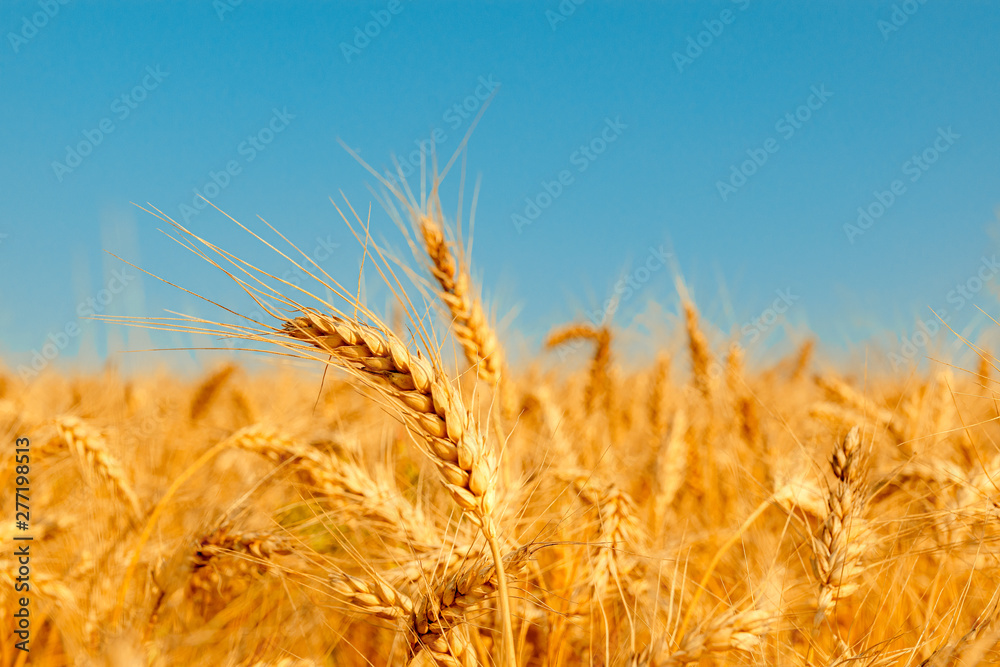 golden wheat field and sunny day