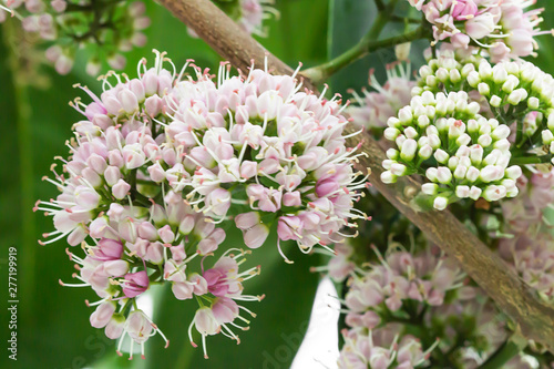  Pink flowered doughwood, Pink euodia Beautiful in the wild.