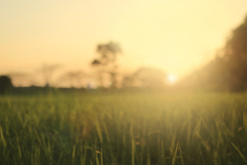 meadows at sunrise blurry background