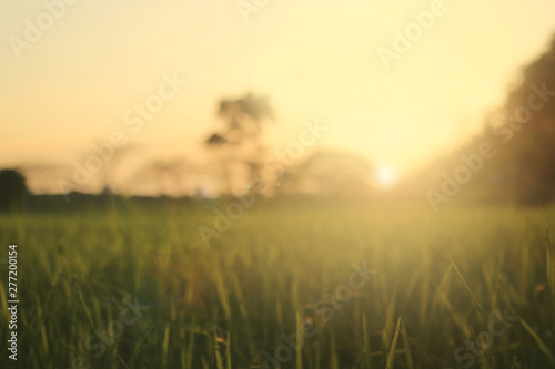 Fototapeta meadows at sunrise blurry background