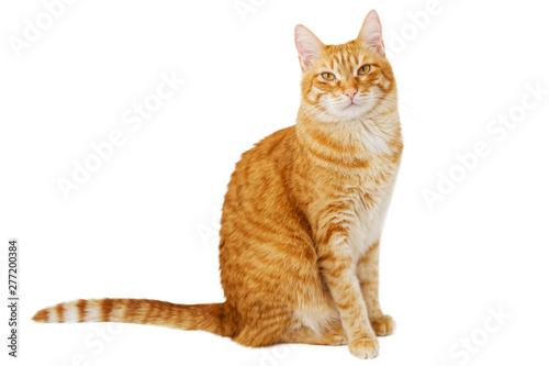 Fotografia Red cat sitting sideways and looking directly into the camera