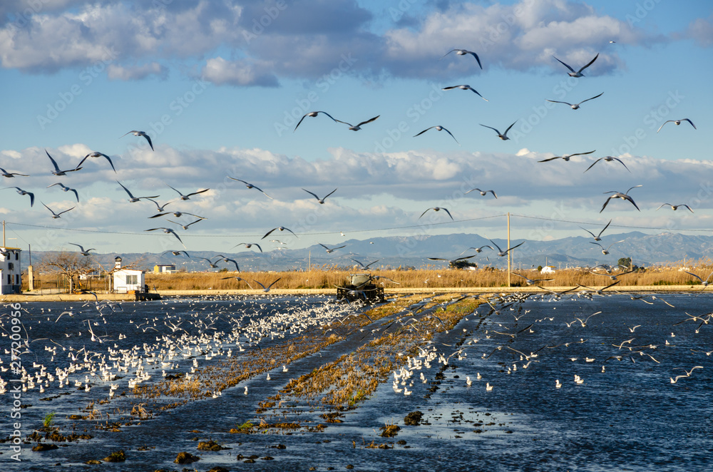 Obraz premium Rice fields in the Ebro River Delta, Spain