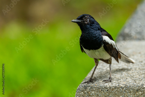 Male Oriental Magpie Robin perching on cement plate looking into a distance