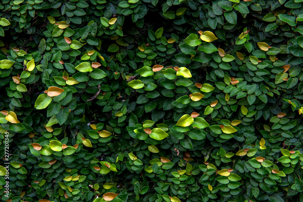 Floristic background. Green leaves on wall