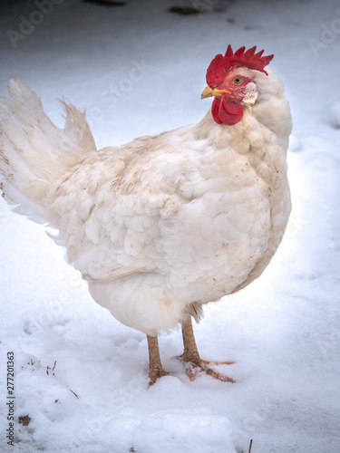 Εκτύπωση καμβά A full body portrait of a white leghorn crossbred egg laying free range chicken looking towards her tail and standing in fresh white snow on a farm in rural Wisconsin in the winter season
