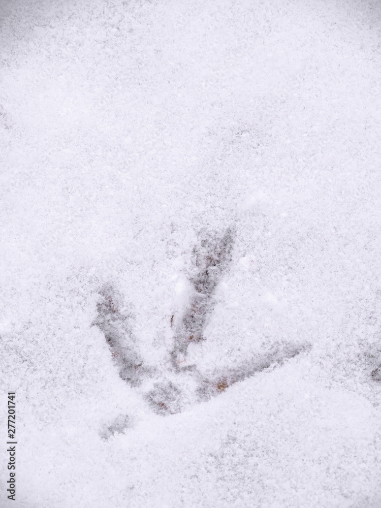 Fototapeta premium A closeup view of animal footprints or tracks belonging to a chicken or rooster in fresh white snow blanketing the ground in Wisconsin in winter season.
