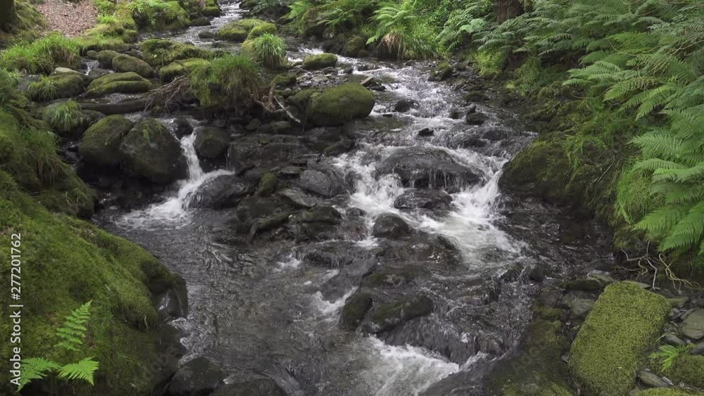 UK June 2019 - A stream flows over slate rock and cascades into waterfalls in-between lush green mossed covered rocks, ferns, broken branches and ancient trees. UK June 2019 - A stream flows over slate rock and cascades into waterfalls in-between lush green mossed covered rocks, ferns, broken branches and ancient trees.