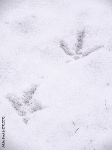 A closeup view of animal footprints or tracks belonging to a chicken or rooster in fresh white snow blanketing the ground in Wisconsin in winter season.