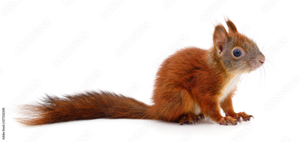 Eurasian red squirrel. Eurasian red squirrel.