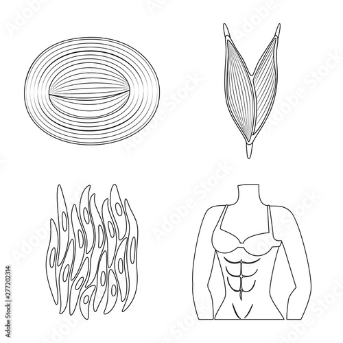 Vector illustration of fiber and muscular symbol. Collection of fiber and body vector icon for stock.