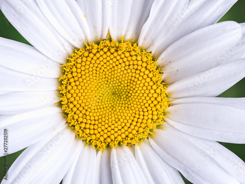 Marguerite flower head